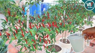 How to Grow Chili Pepper in Container from Seed to Harvest