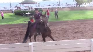 Horse runs away at show, what happens next will make your day. Turn up volume