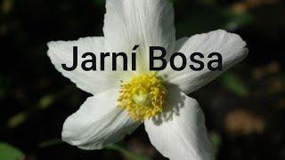 Jarní Bosa