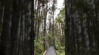 Nature run ‍️ para pawisan ng konti | muntik nang maligaw #walkingtour  #pinoysanewzealand