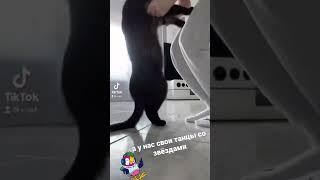 танцы с котом
