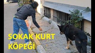 DEV KURT KÖPEĞİ KEDİ MAMASI