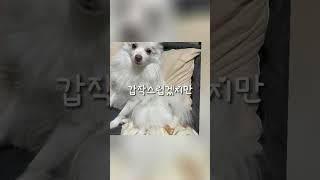 죄송합니다 ㅠㅠ #강아지 #구독과좋아요 #귀염뽀작 #알고리즘떠라 #커엽