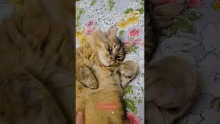 Котячий відпочинок | Нафантік  #relax #кіт #cat #shorts