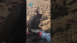 Seal Fights For Breath #shorts