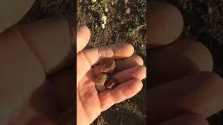 Field Walking Freaks : Ochre :