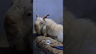 Biggest Kota Goat️ #bakraeid #bakraeid2025 #bakraeidspecial #bakra #goats #trending #biggoats