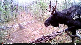 NH Moose Lottery (What the heck are they thinking)