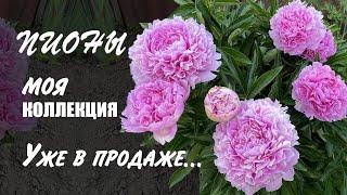 Наша коллекция пионов в период цветения. Пионы Сара Бернар, Кэрол, Корнелия Шейлор и др.