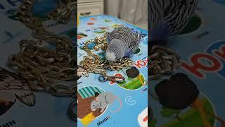 #Попугай Гриша  "Золото"