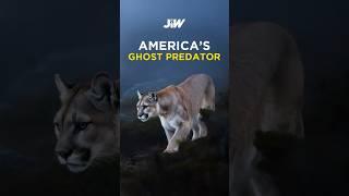The Puma That Haunts America’s Forests