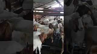 Goats farming can make u earn millions of money through managing good genetics