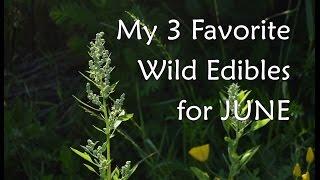 My 3 Favorite Wild Edibles for The Month of June.