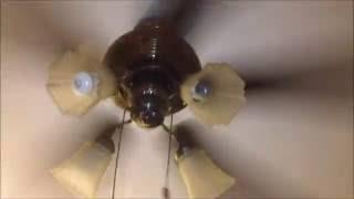 52" antique brass SMC Elegant Series, model MR52VA ceiling fan in Dog's house