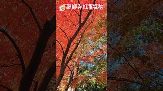 藥師寺紅葉探秘 #藥師寺