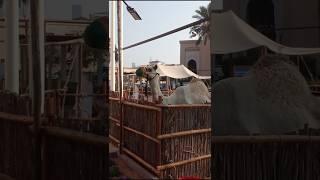 The camel of Dubai  // Live Dubai camel  #short