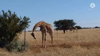 SOUTH AFRICAN GIRAFFE