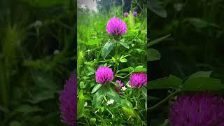 Flower transition cinematic short film #cinematic