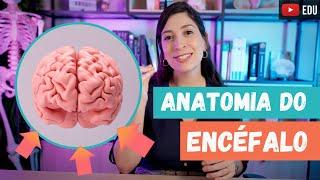 ANATOMIA geral do ENCÉFALO!