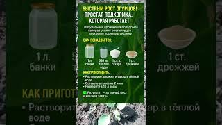 ПРОВЕРЕНО! ПОДКОРМКА, ОТ КОТОРОЙ ОГУРЦЫ РАСТУТ КАК НА ДРОЖЖАХ! 