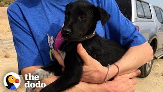 Limping Puppy Found In Garbage Dump Is Thriving Now | The Dodo