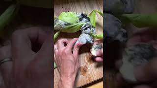 How we use Huitlacoche when it pops up in our flour corn patch! #homegardening #gardenharvest