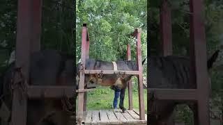 joe Johnson trimming hooves in stocks cage.