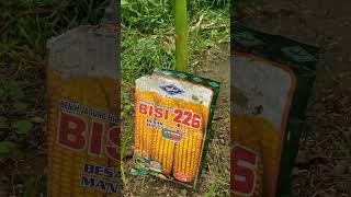 jagung bisi 226 seragam serempak suuip pokok ee