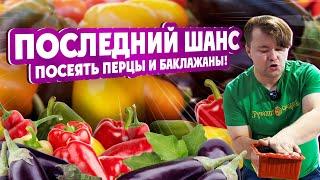 ПОСЛЕДНИЙ ШАНС ПОСЕЯТЬ #ПЕРЦЫ И #БАКЛАЖАНЫ. Основные #правила #посадки #перцев и #баклажанов