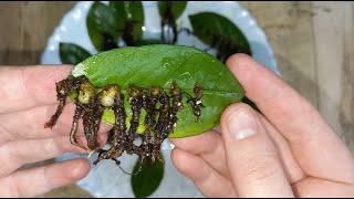 6 NEW TUBERS from 1 ZAMIOKULKAS LEAF, a new unique method of rooting a Dollar tree