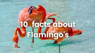 10 Interesting Facts about flamingos