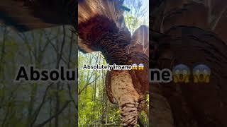 ONCE IN A LIFETIME TURKEY this is one of the prettiest turkeys I will ever harvest #hunting