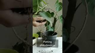 Presenting philodendron in creative way #philodendron #newway #plants #biosphereflora #trailing