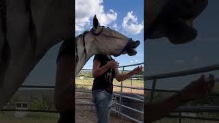 Deworming day!! #horsehealth #horseownership #horsecare #equestrian #equinescience #horse #deworming
