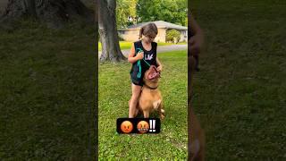 GIANT PITBULL AND SOME PUNK KIDS #pitbull #bullydog #shorts