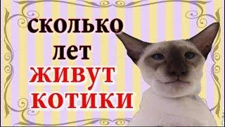 Сколько лет живут коты