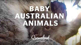 Baby Australian animals in Queensland