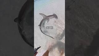 Hammerhead shark caught from beach! #fishingvideo #sharkfishing #fish #fyp