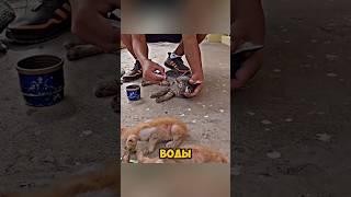 Спасение кошки и ее детей #shorts #animals #жизнь