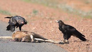 How Eagle Attack Kangaroo Success?