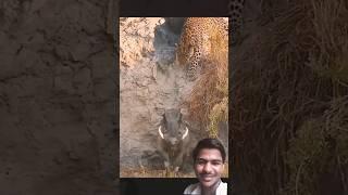 #wildlife #funny #animals #comedy #jimcorbettwildlifeandnatureview #funnyanimals