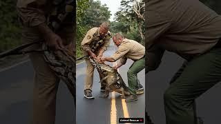 Heroic Wildlife Rangers Battle Mighty Crocodile in Intense Jungle Rescue!   #animalrescue