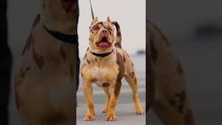 American bully #capcut #edit #americanbully #rollseditz #videoedits60