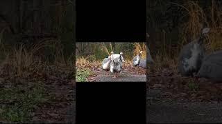 Another day...another stroll. #shorts #guineafowl #keets #georgiawildlife #viral #trending