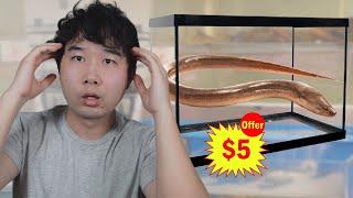 Raising a Grocery Store Eel as a PET | Fish Tank Review 264