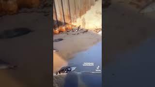 В Дагестане, на берегу Каспийского моря уже около 10_ка тысяч Тюленей разлогаются