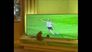 Cat playing football while watching TV funny shorts!