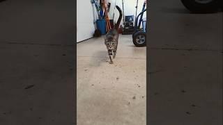 Snap Cat #cats #catshorts #shorts