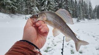 Pike fishing/Ловля щуки #pike #fishing #fish #icefishing #catchpike #winterpike #riverfish #щука #