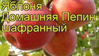 Яблоня домашняя Пепин шафранный. Краткий обзор, описание malus domestica Pepin shafrannyi